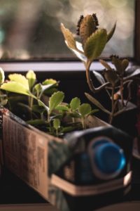 Upcycling de briques de lait en pots